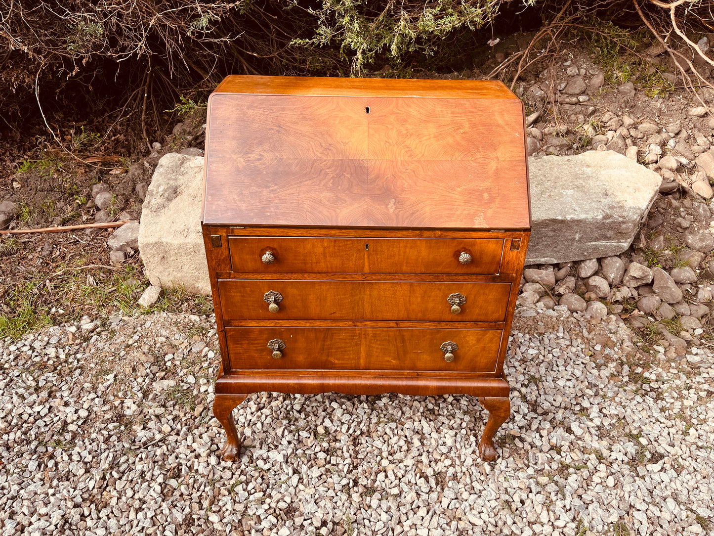 Vintage Burr Walnut Writing Bureau Desk on Cabriole Legs
