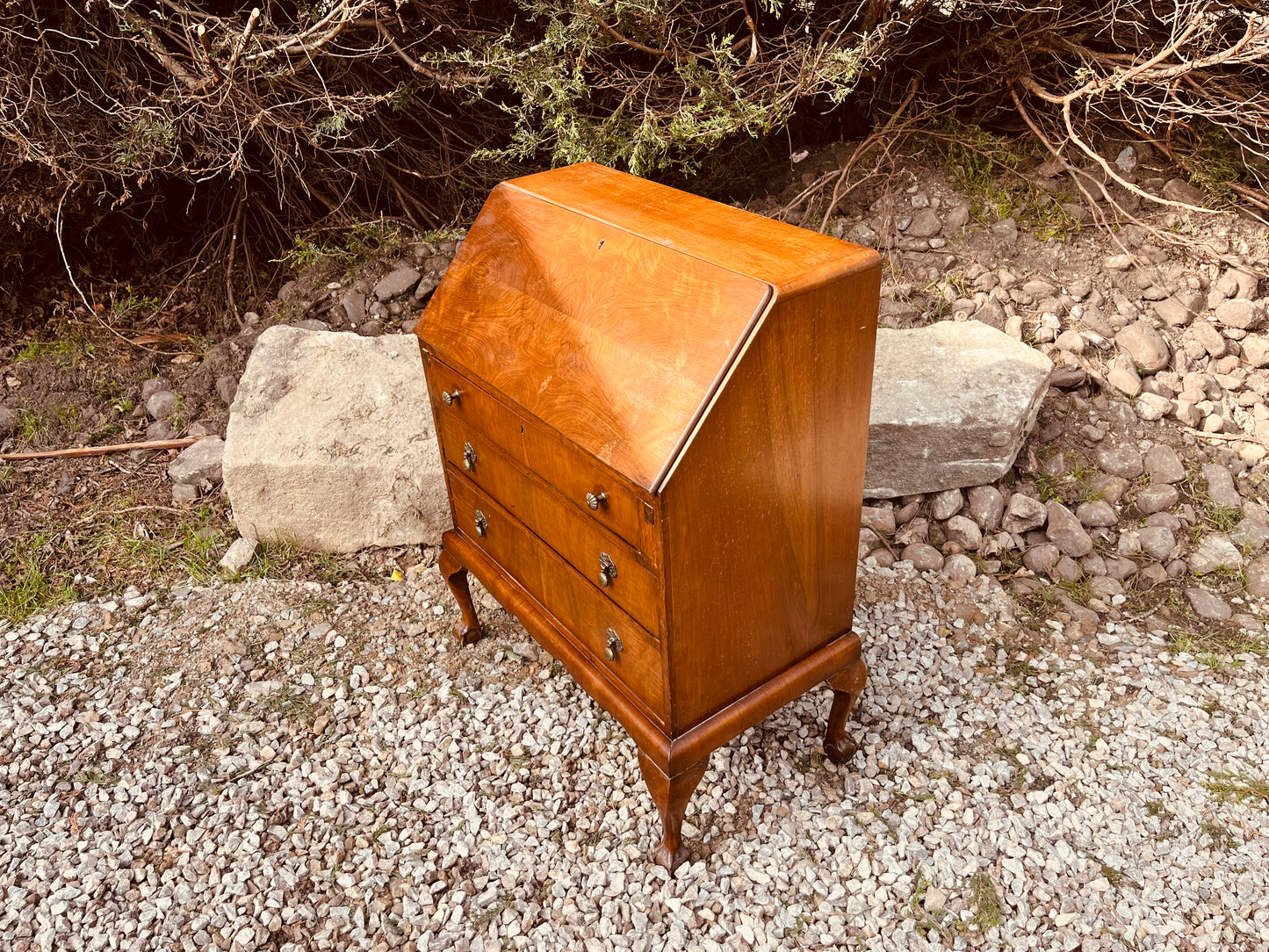 Vintage Burr Walnut Writing Bureau Desk on Cabriole Legs
