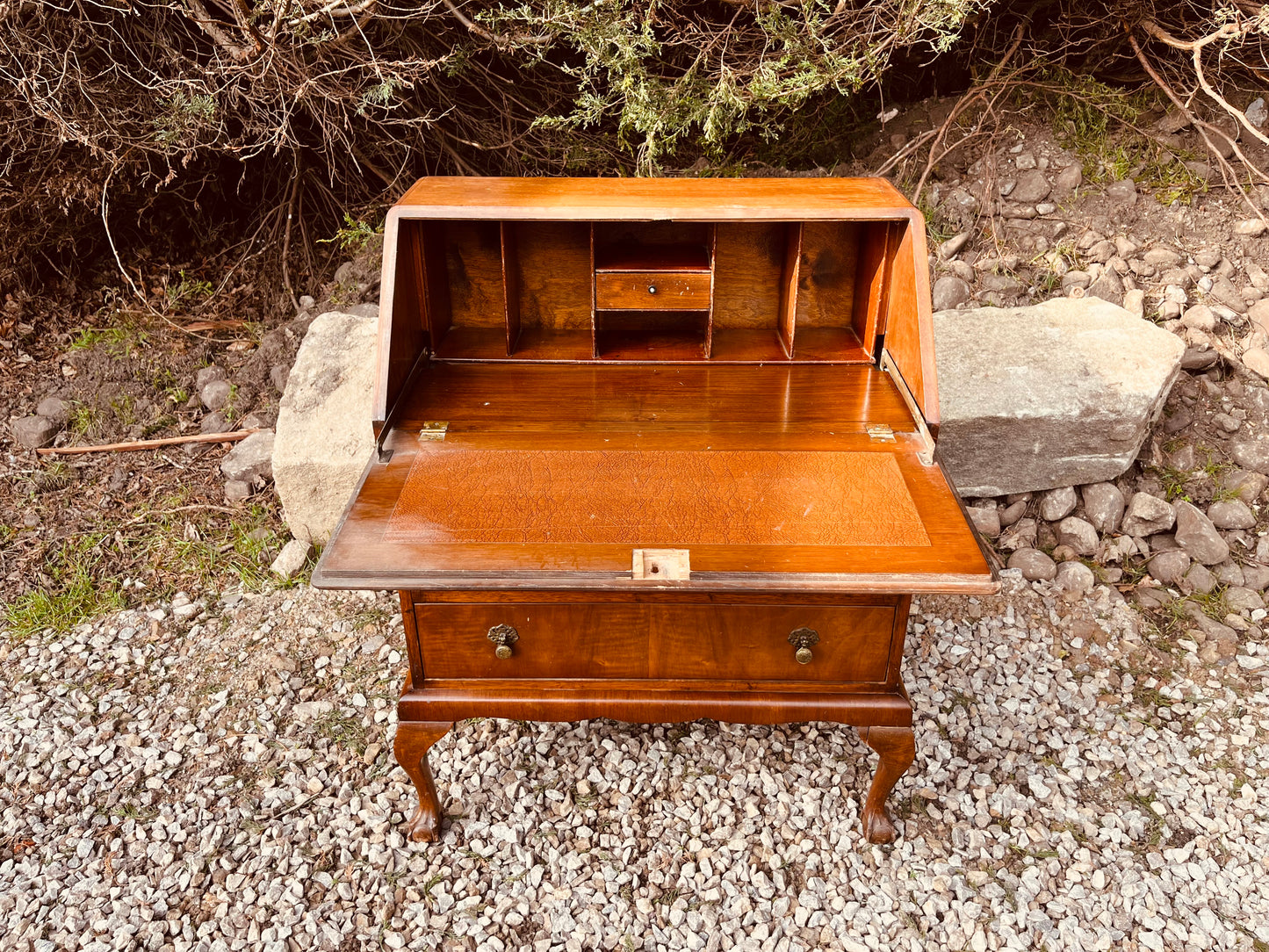 Vintage Burr Walnut Writing Bureau Desk on Cabriole Legs