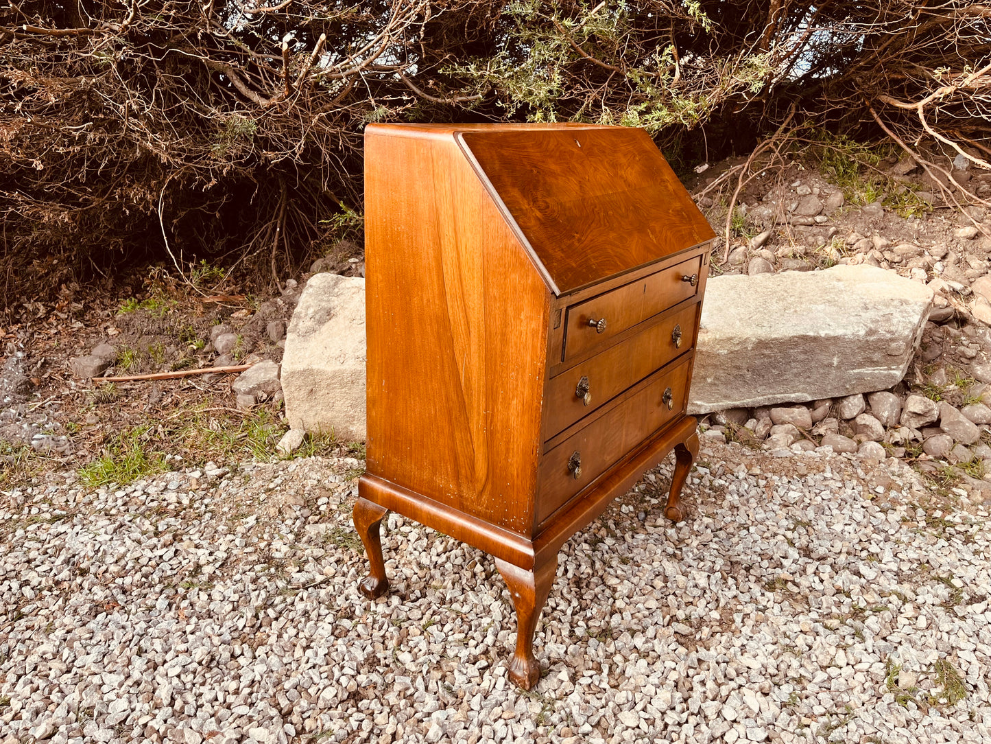 Vintage Burr Walnut Writing Bureau Desk on Cabriole Legs