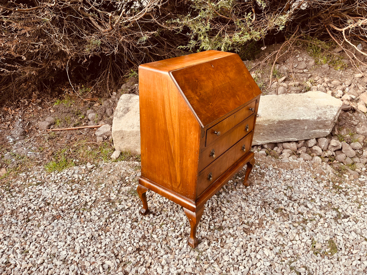 Vintage Burr Walnut Writing Bureau Desk on Cabriole Legs