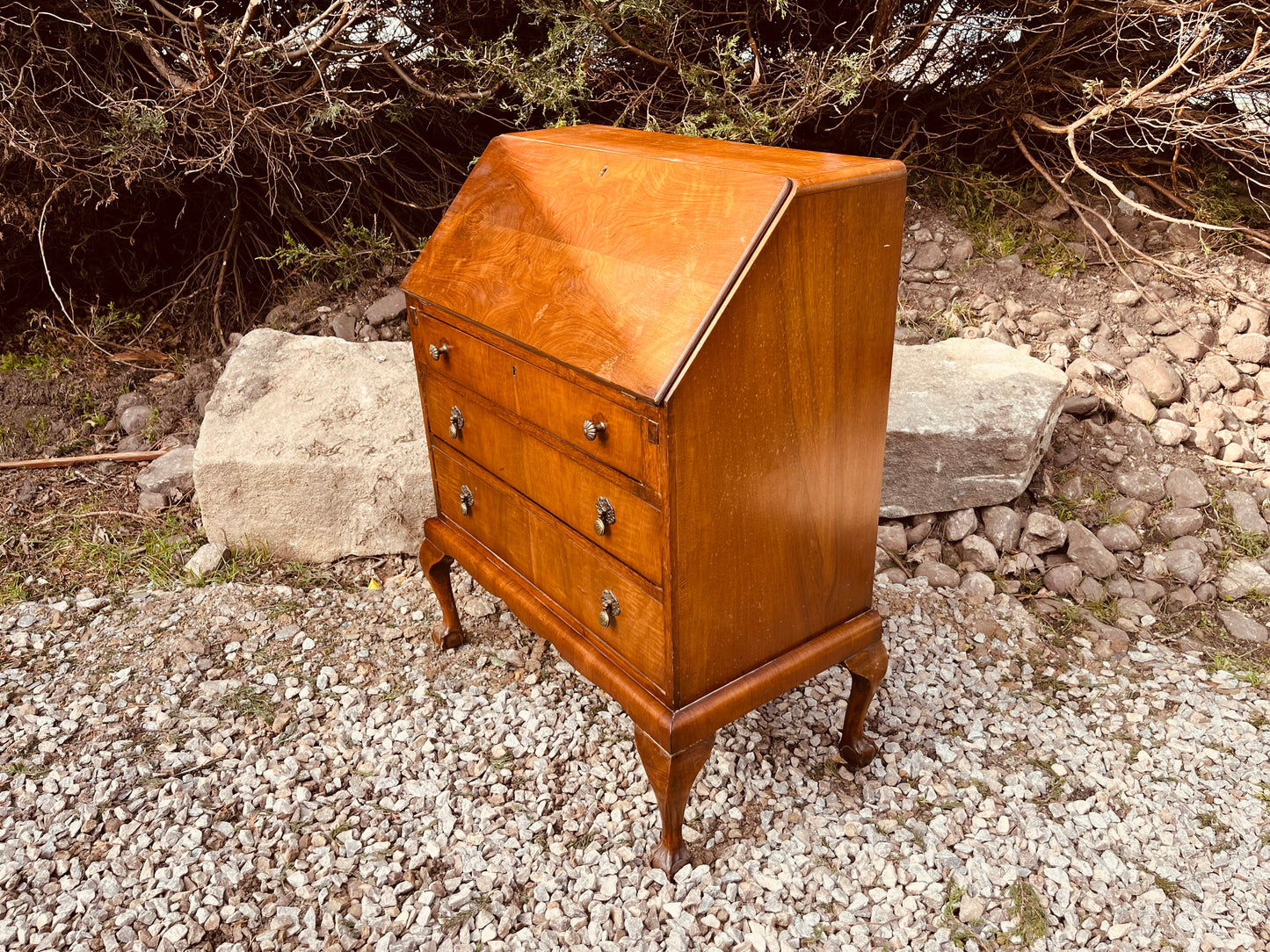 Vintage Burr Walnut Writing Bureau Desk on Cabriole Legs